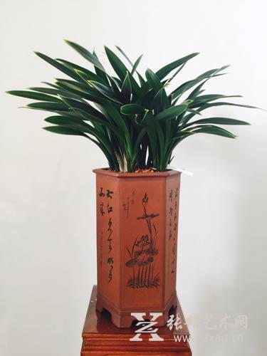 3月6日，兰花展将在张雄书画院美术馆举办